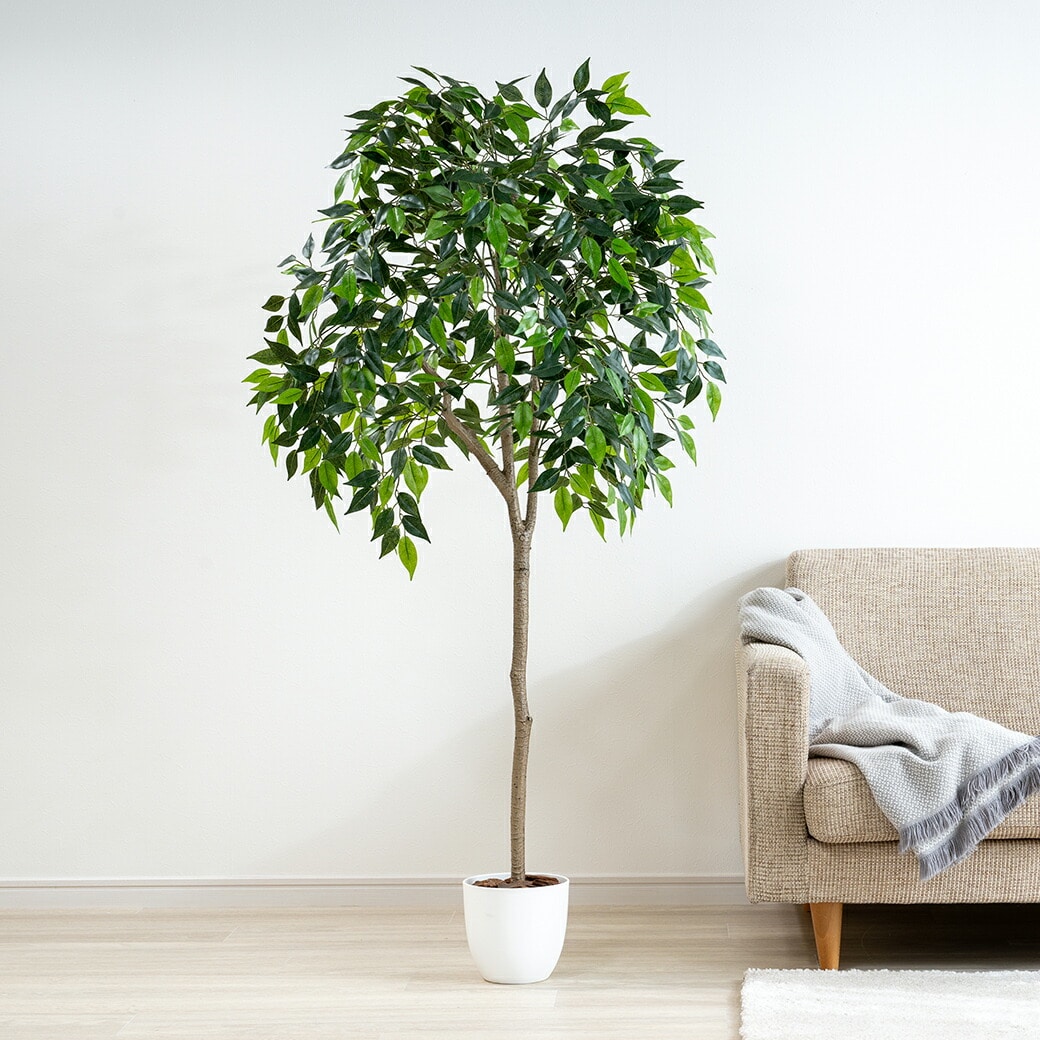 光媒体インテリアグリーン ベンジャミン