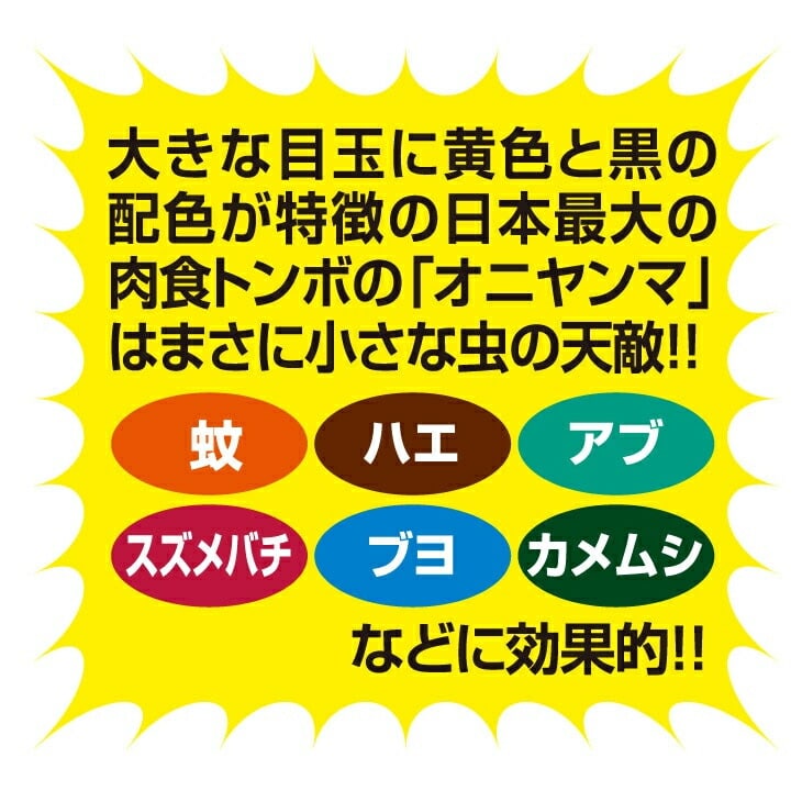 ビッグヤンマくん2個組