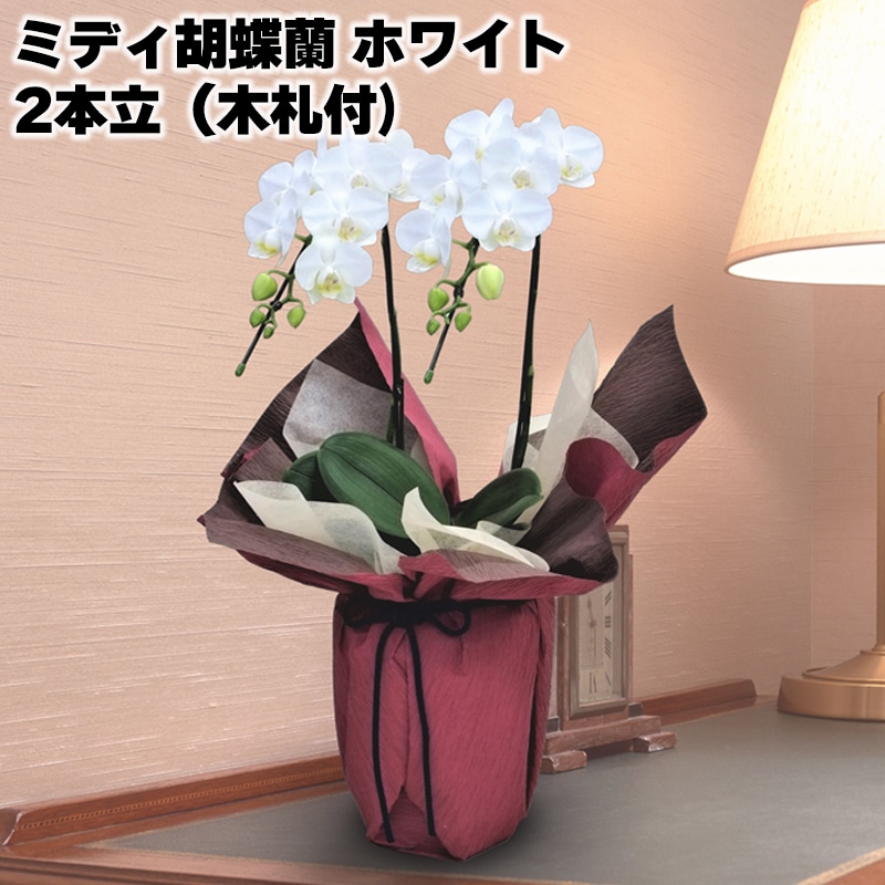 日比谷花壇 ミディ胡蝶蘭(ホワイト)2本立(木札付)