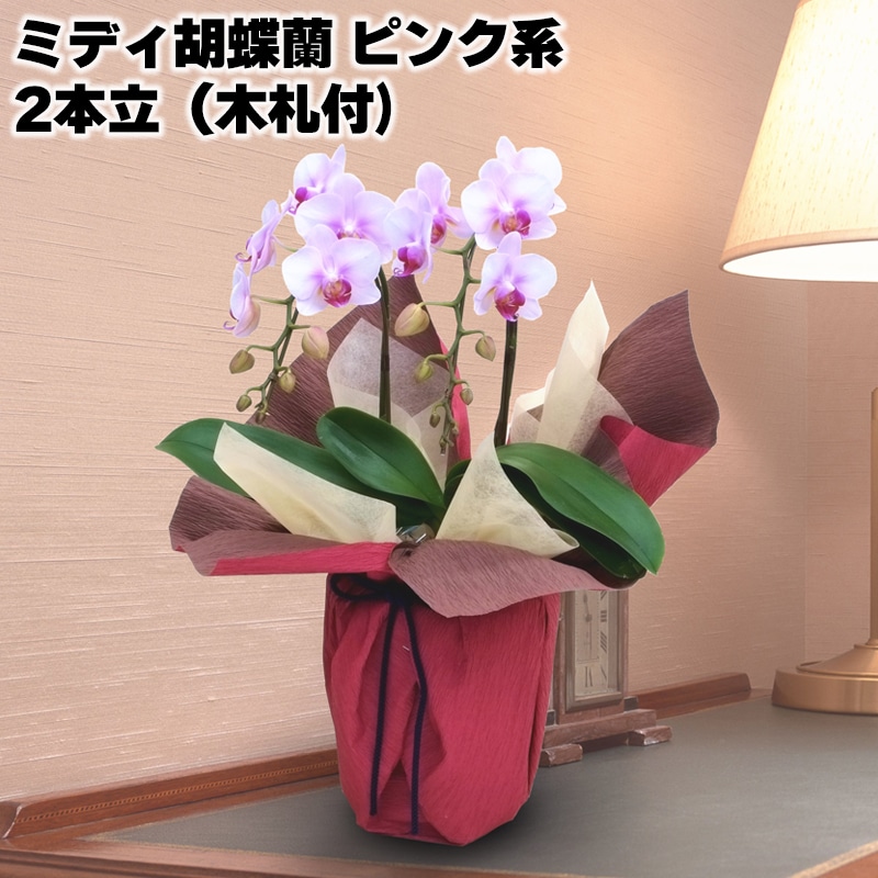 日比谷花壇 ミディ胡蝶蘭(ピンク系)2本立(木札付)