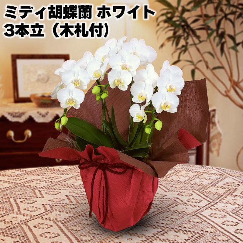 日比谷花壇 ミディ胡蝶蘭(ホワイト)3本立(木札付)