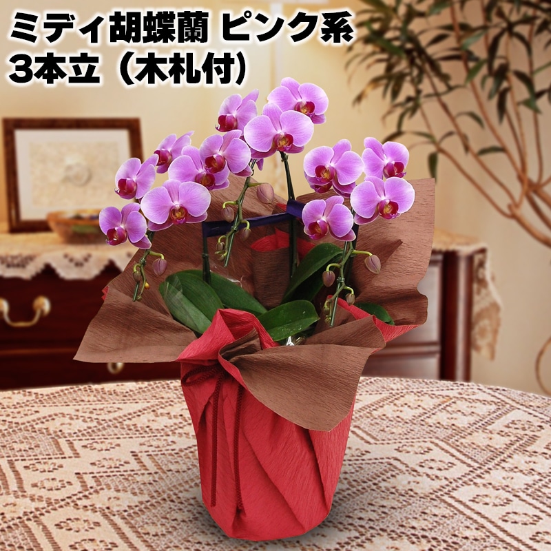 日比谷花壇 ミディ胡蝶蘭(ピンク系)3本立(木札付)