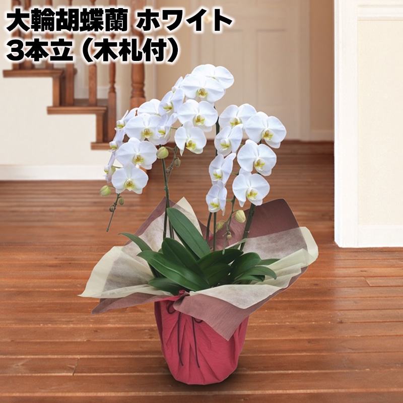日比谷花壇 大輪胡蝶蘭(ホワイト)3本立(木札付)