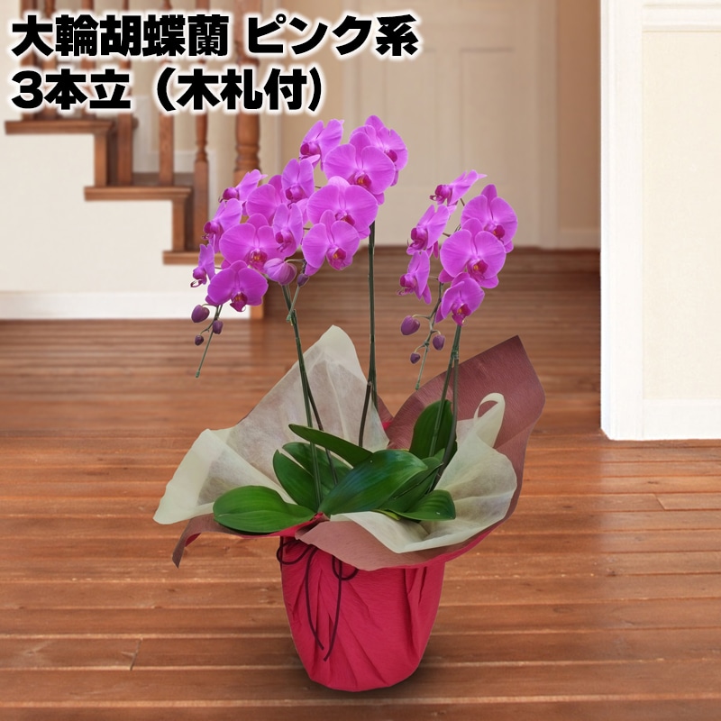 日比谷花壇 大輪胡蝶蘭(ピンク系)3本立(木札付)