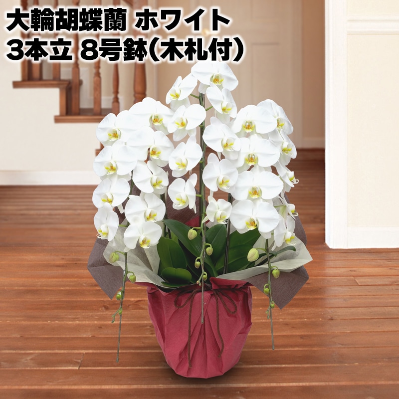 日比谷花壇 大輪胡蝶蘭（ホワイト）3本立 8号鉢（木札付）