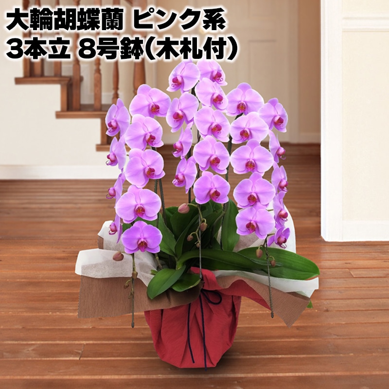 日比谷花壇 大輪胡蝶蘭（ピンク系）3本立 8号鉢（木札付）