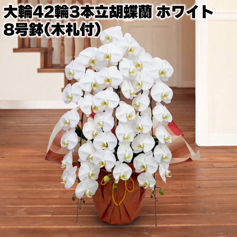 日比谷花壇 大輪42輪3本立胡蝶蘭（ホワイト）8号鉢（木札付）