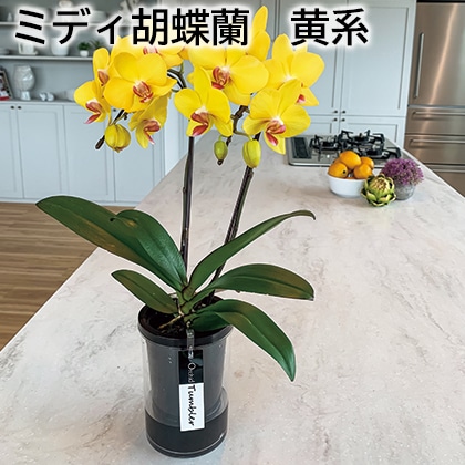 ミディ胡蝶蘭 黄系 送料込み