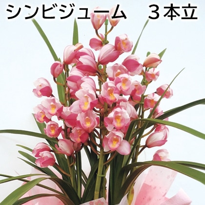 シンビジューム 3本立 送料込み