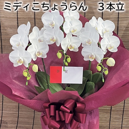 ミディこちょうらん 3本立 送料込み