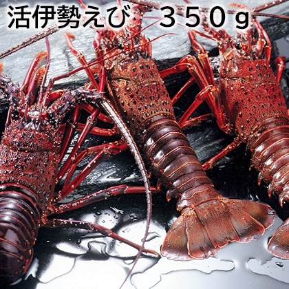 活伊勢えび 350ｇ 送料込み