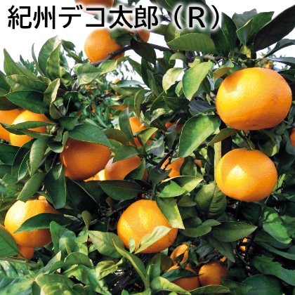 紀州デコ太郎（Ｒ） 送料込み