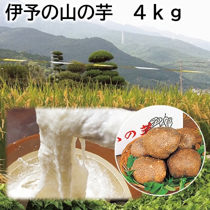 伊予の山の芋 4ｋｇ 送料込み