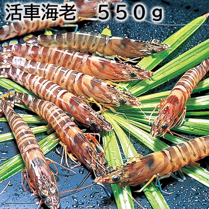 活車海老 550g 送料込み