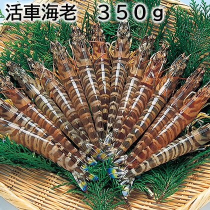 活車海老 350g 送料込み