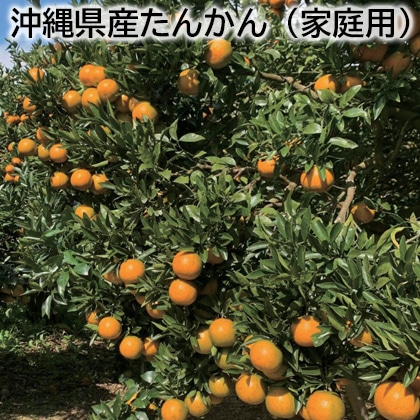 沖縄県産たんかん（家庭用） 送料込み