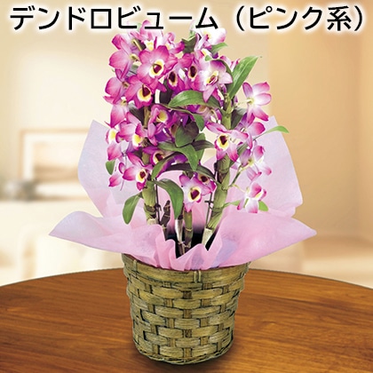 デンドロビューム（ピンク系） 送料込み
