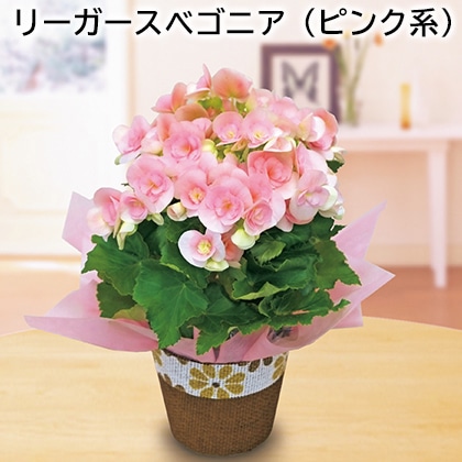 リーガースベゴニア(ピンク系) 送料込み