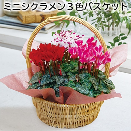 ミニシクラメン3色バスケット 送料込み