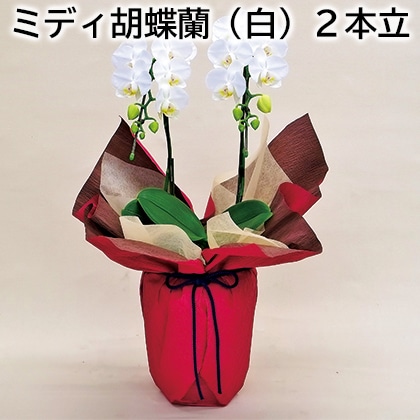 ミディ胡蝶蘭(白)2本立 送料込み