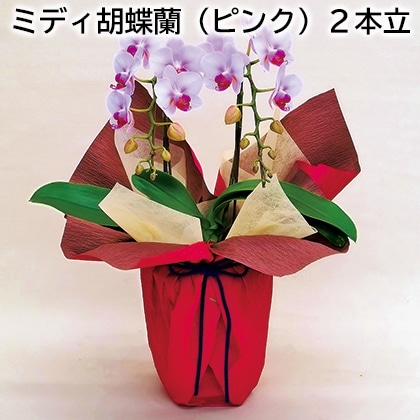 ミディ胡蝶蘭(ピンク)2本立 送料込み