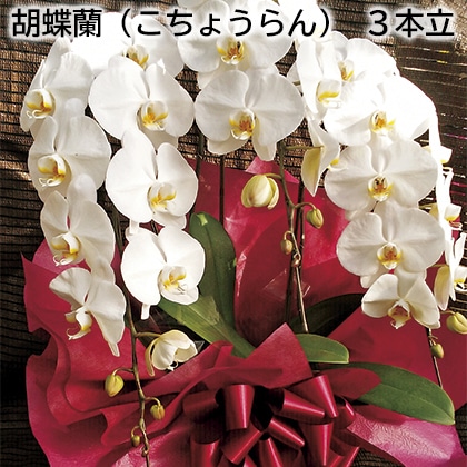 胡蝶蘭(こちょうらん) 3本立 送料込み