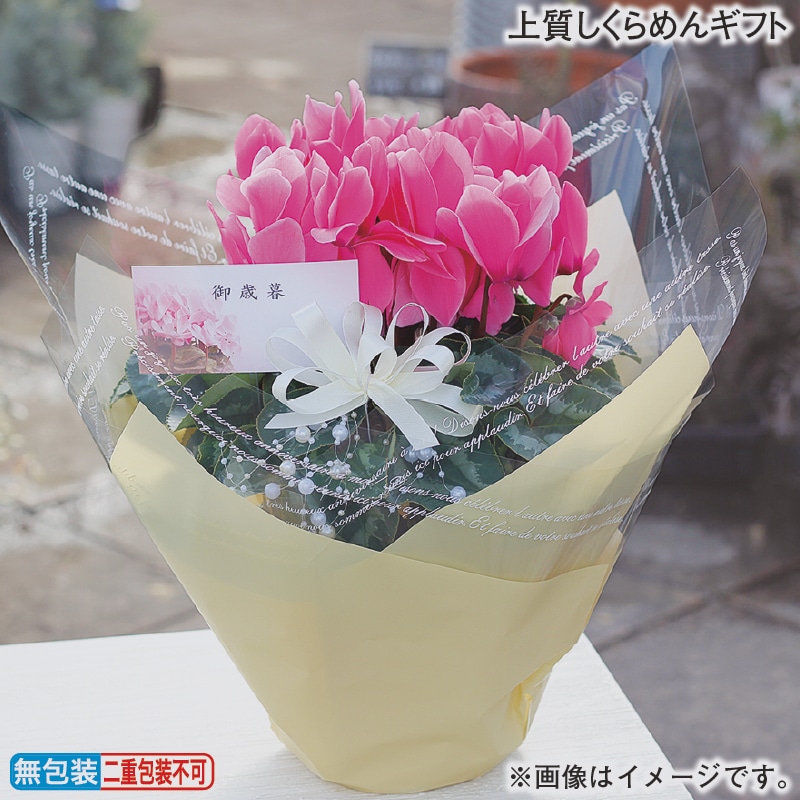 上質しくらめんギフト 送料込み