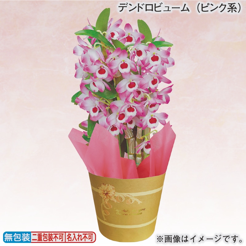 デンドロビューム(ピンク系) 送料込み