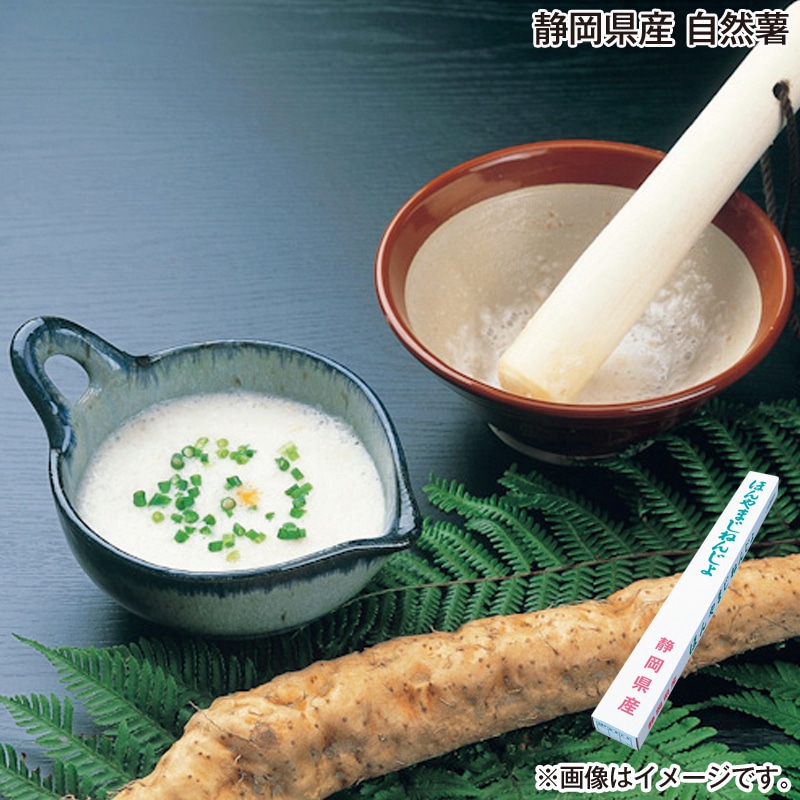 お歳暮 静岡県産 自然薯 送料込み