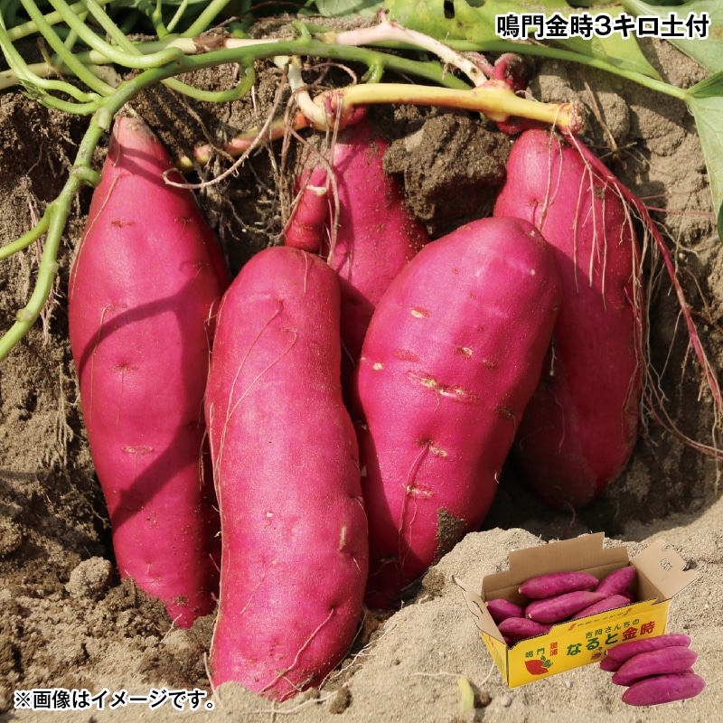 お歳暮 鳴門金時3キロ土付 送料込み