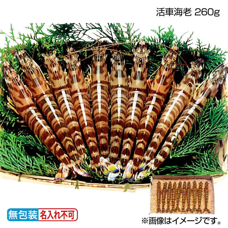 お歳暮 活車海老 260ｇ 送料込み