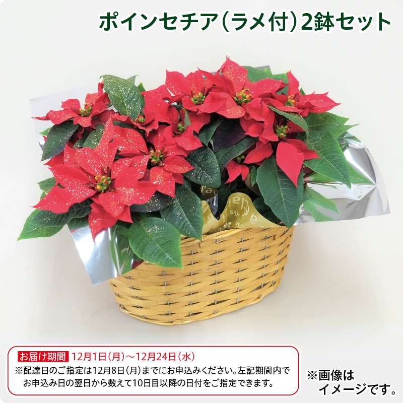 クリスマス ポインセチア（ラメ付き）2鉢セット 送料込み: 郵便局物販