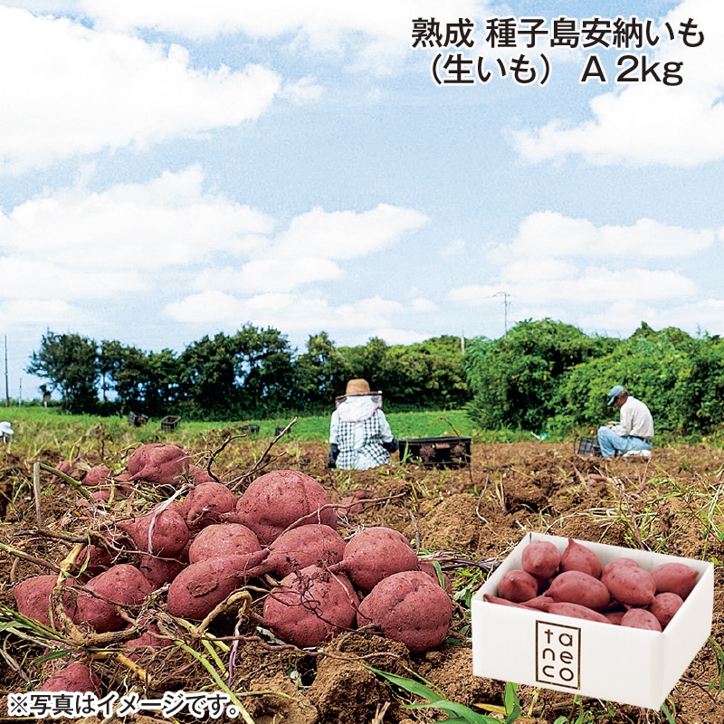 熟成 種子島安納いも（生いも）Ａ 2ｋｇ 送料込み
