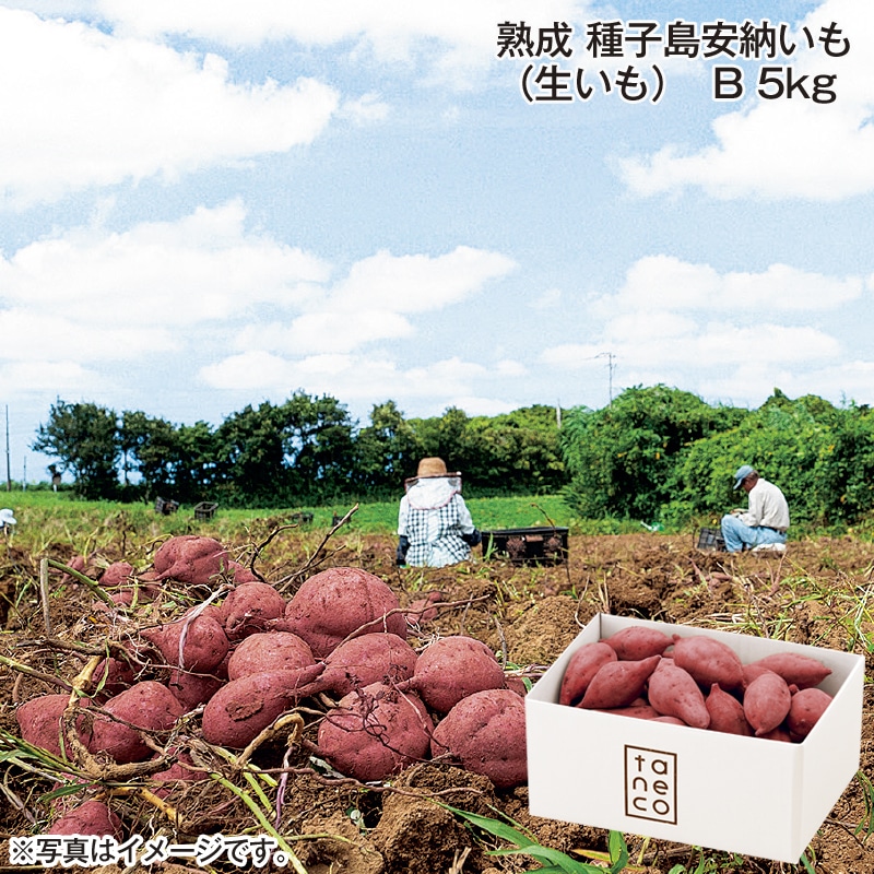 熟成 種子島安納いも（生いも）Ｂ 5ｋｇ 送料込み
