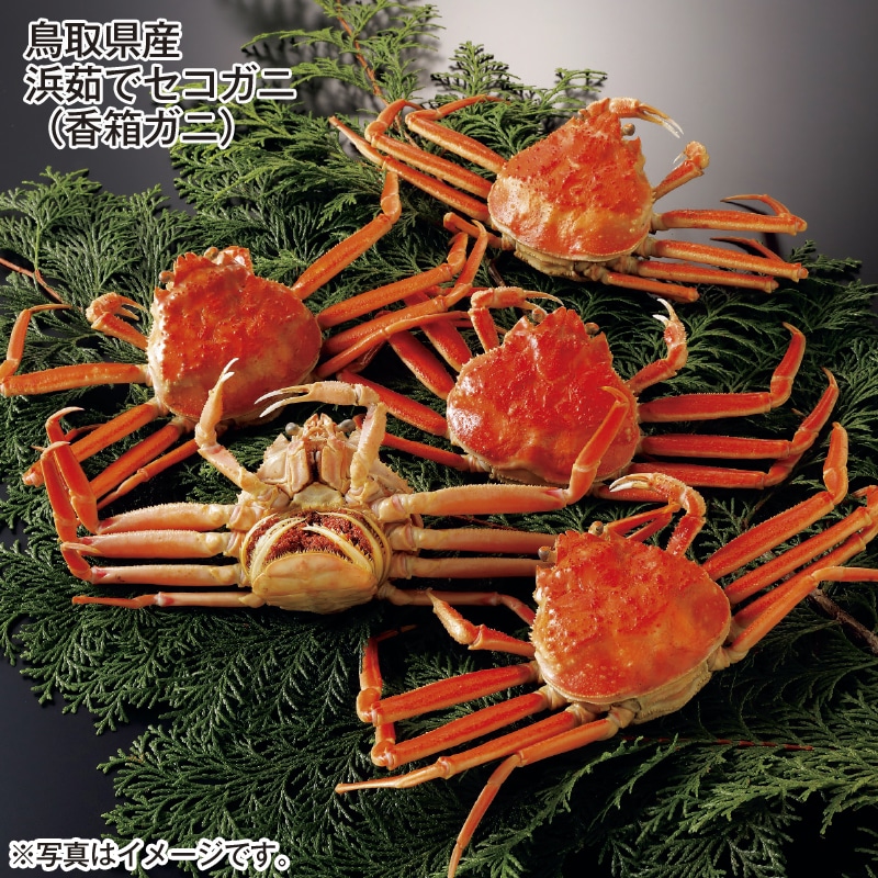 鳥取県産 浜茹でセコガニ（香箱ガニ） 送料込み