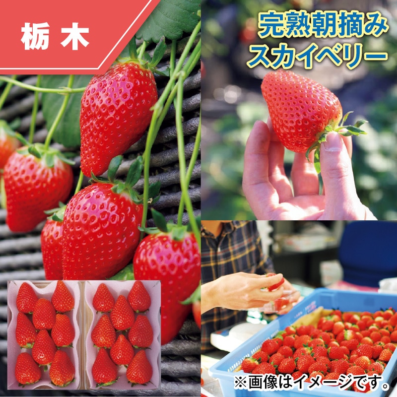 完熟朝摘みスカイベリー 送料込み