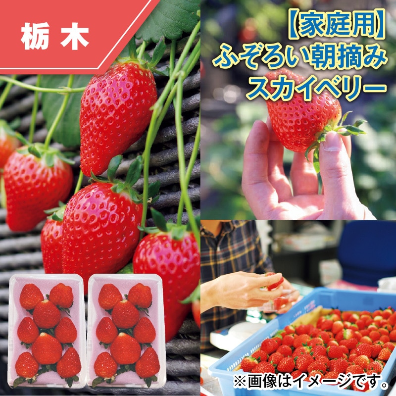 【家庭用】ふぞろい朝摘みスカイベリー 送料込み