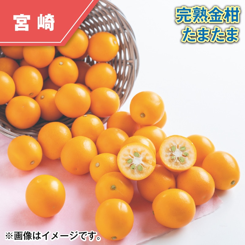 完熟金柑 たまたま 送料込み