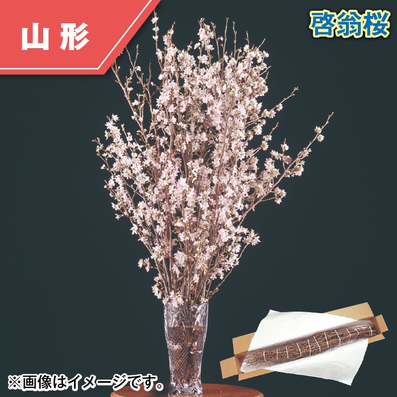 啓翁桜 送料込み