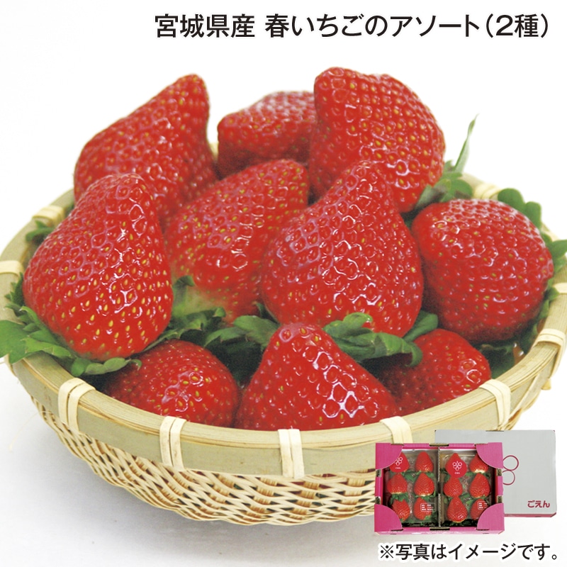 宮城県産 春いちごのアソート（2種） 送料込み