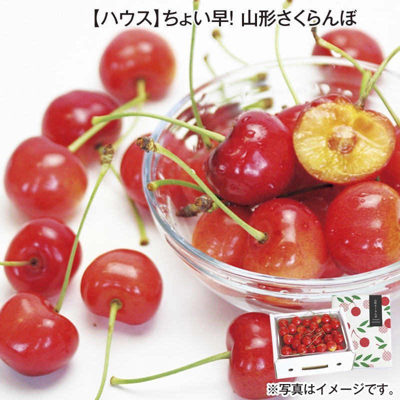 【ハウス】ちょい早！山形さくらんぼ 送料込み