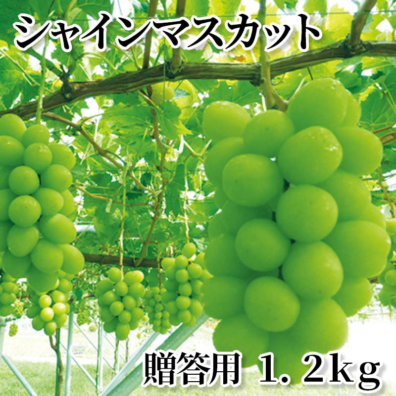 シャインマスカット 贈答用 1．2ｋｇ 送料込み
