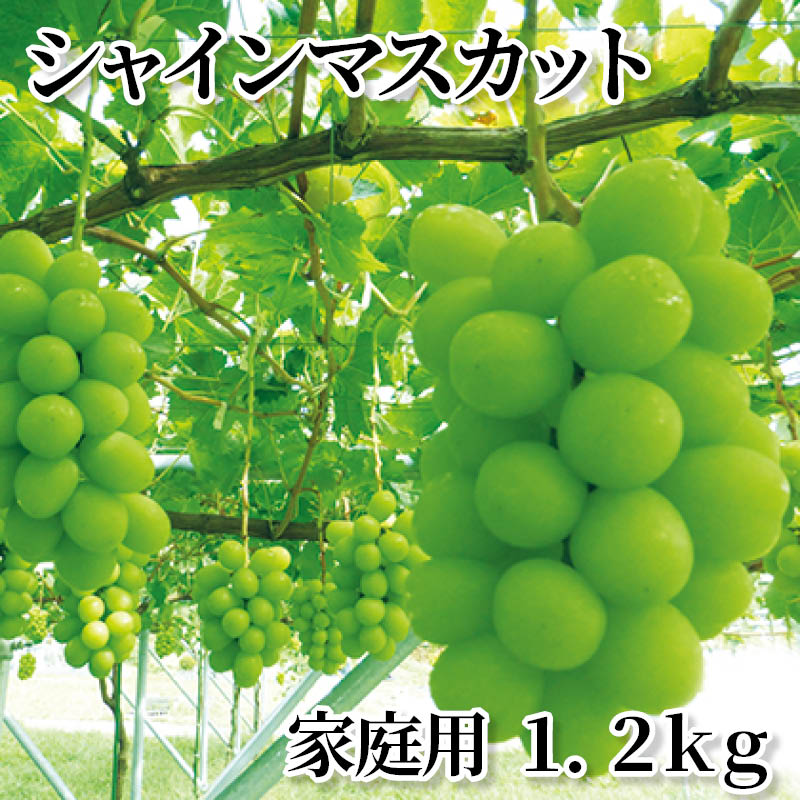 シャインマスカット 家庭用 1．2ｋｇ 送料込み