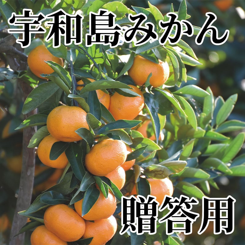 宇和島みかん 贈答用 送料込み