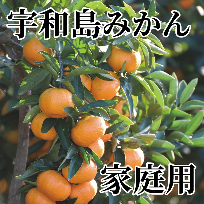 宇和島みかん 家庭用 送料込み