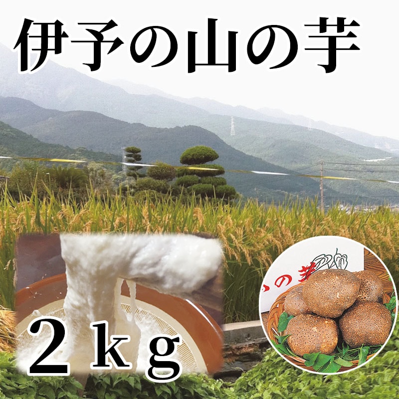 伊予の山の芋 2ｋｇ 送料込み