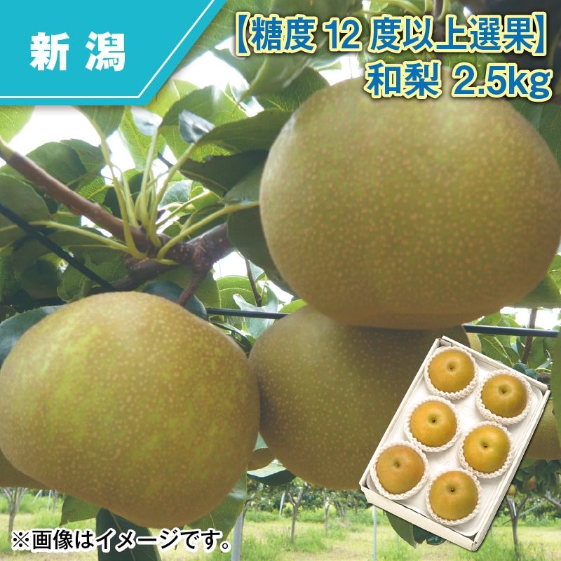 【糖度12度以上選果】和梨 2.5kg 送料込み