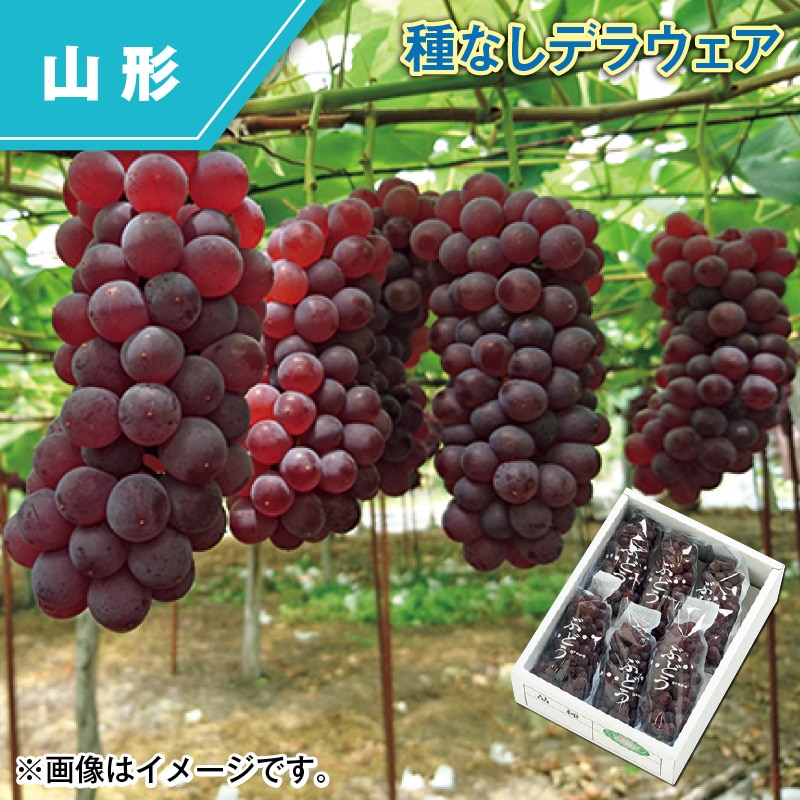 種なしデラウェア 送料込み