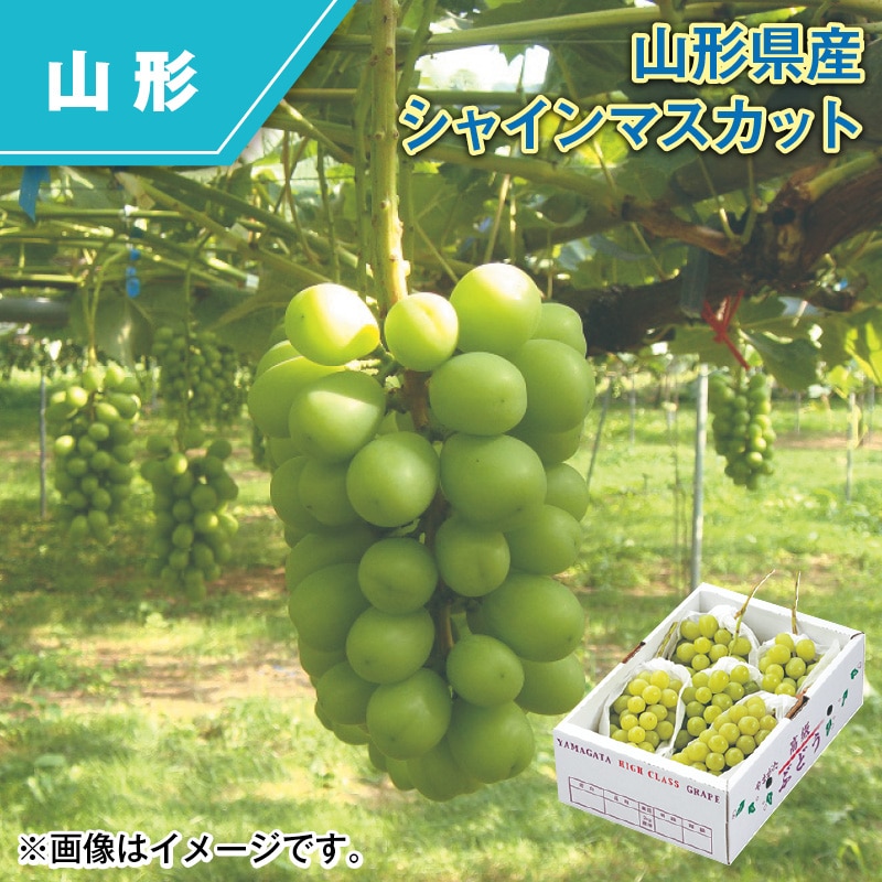 山形県産 シャインマスカット 送料込み