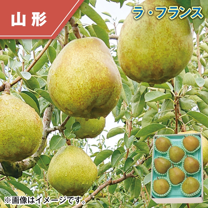 ラ・フランス 送料込み